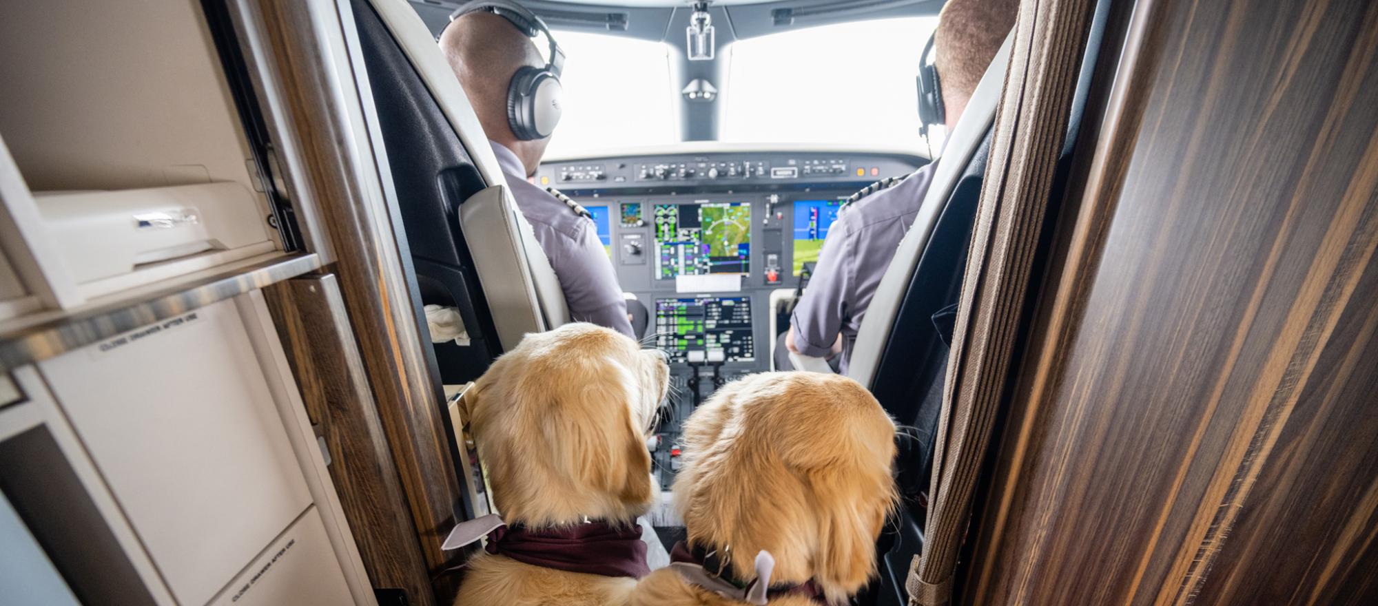 Hospital support dogs Loki and Natasha observe the pilots in the cockpit