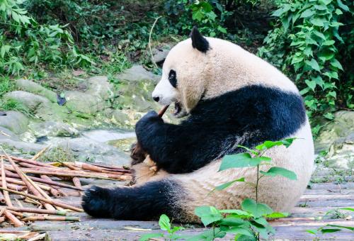 Chengdu Breeding Center and Panda Preserve