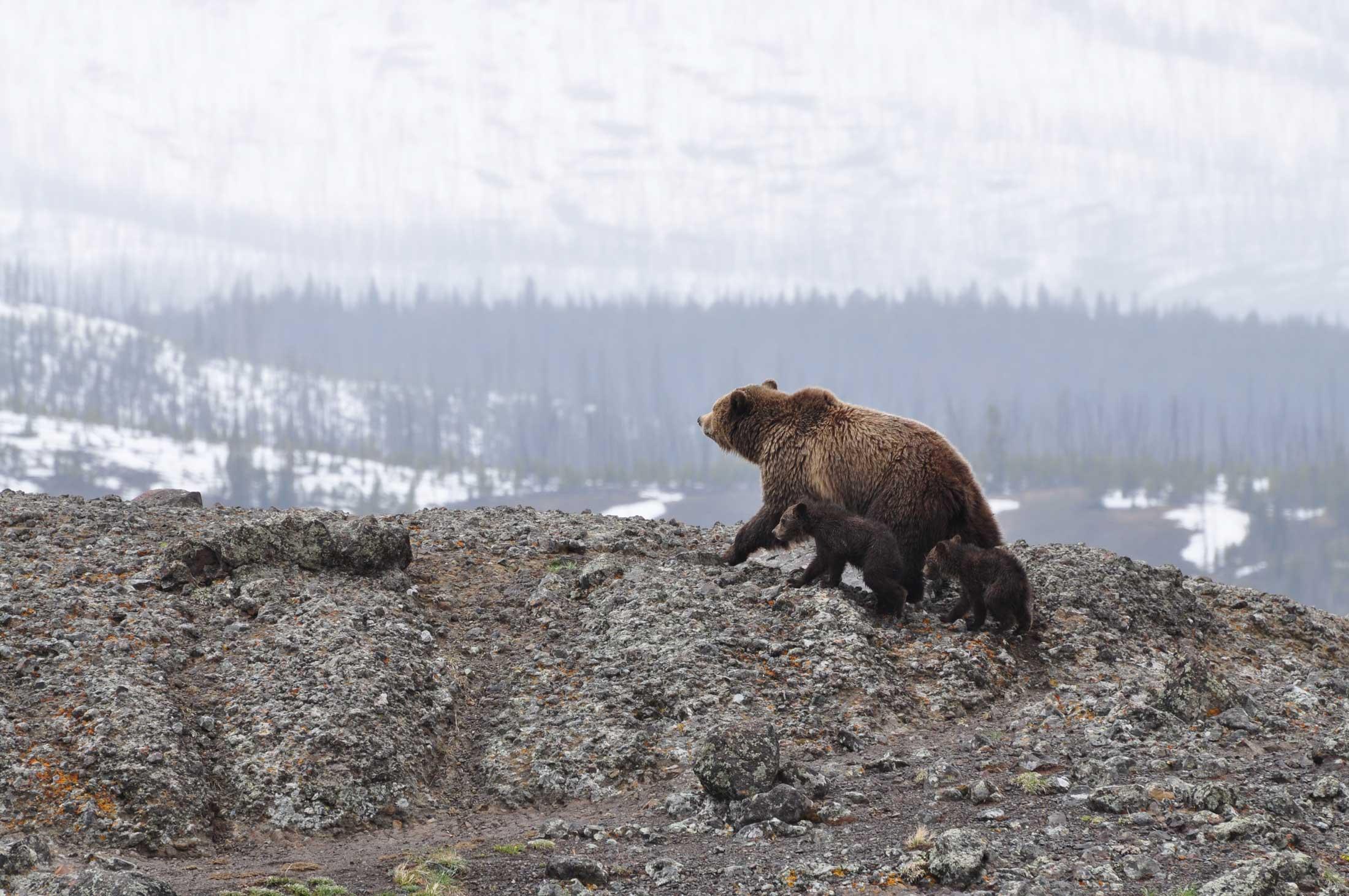 Bears, Alaska