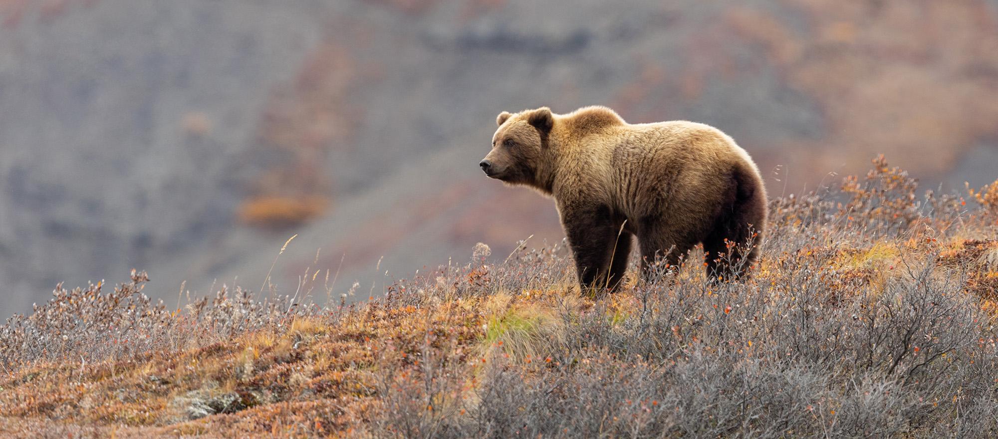 Grizzly Bear in Autumn in Denali National Park, Alaska
