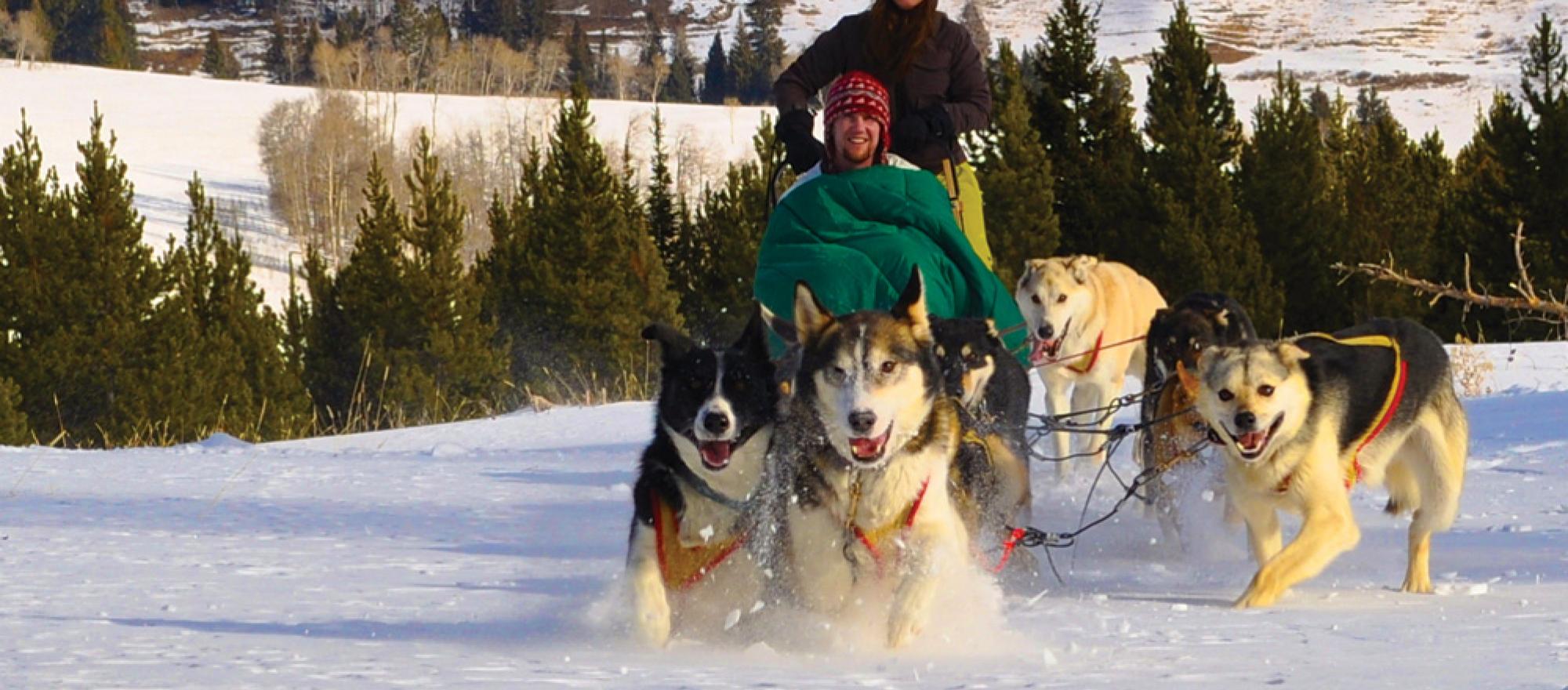 Chico hot best sale springs dog sledding