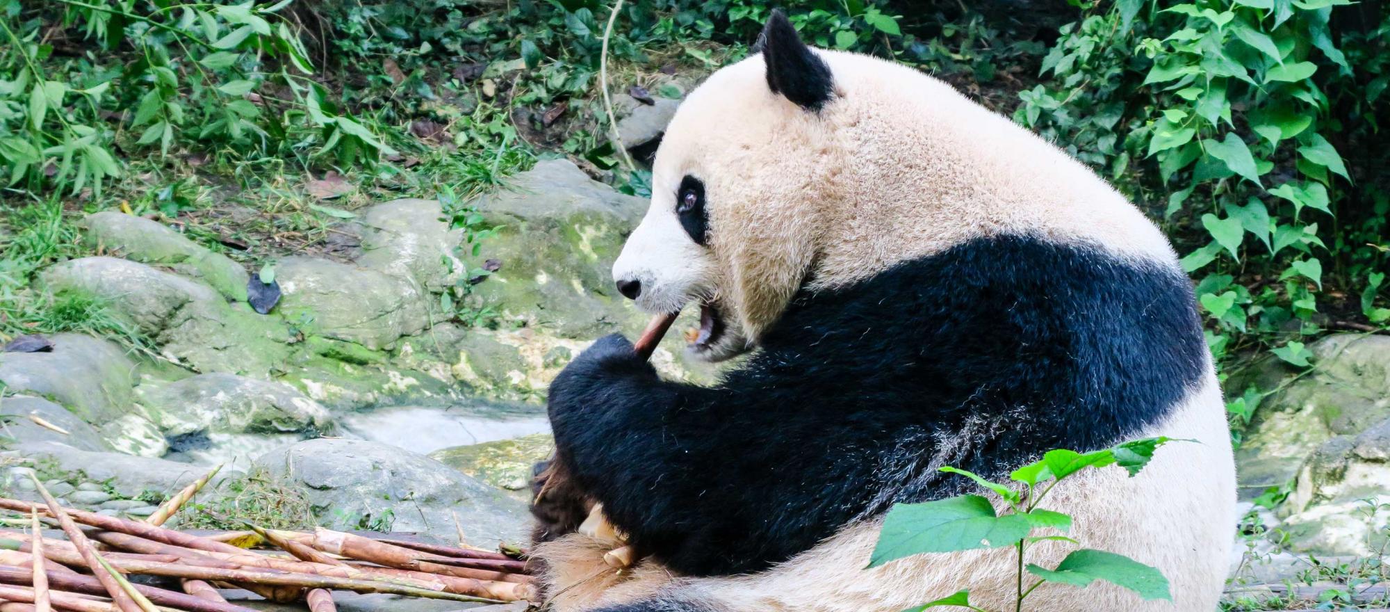 Chengdu Breeding Center and Panda Preserve