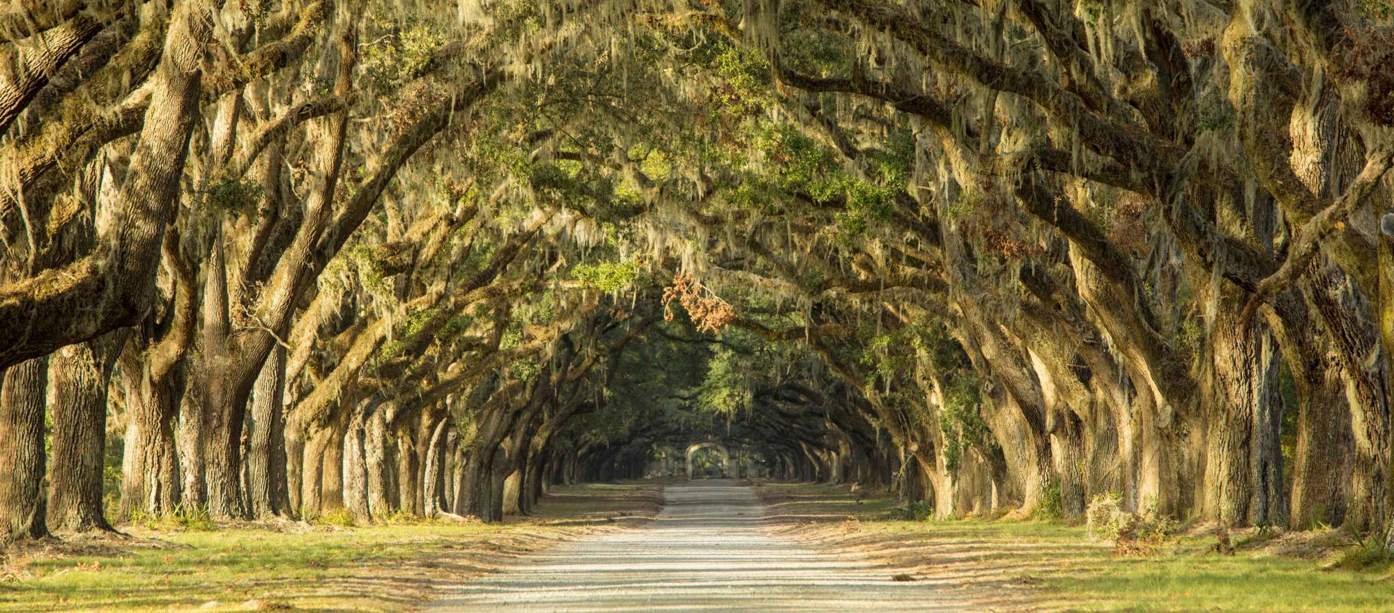 Oak tree and Spanish moss lined road in Savannah, Georgia