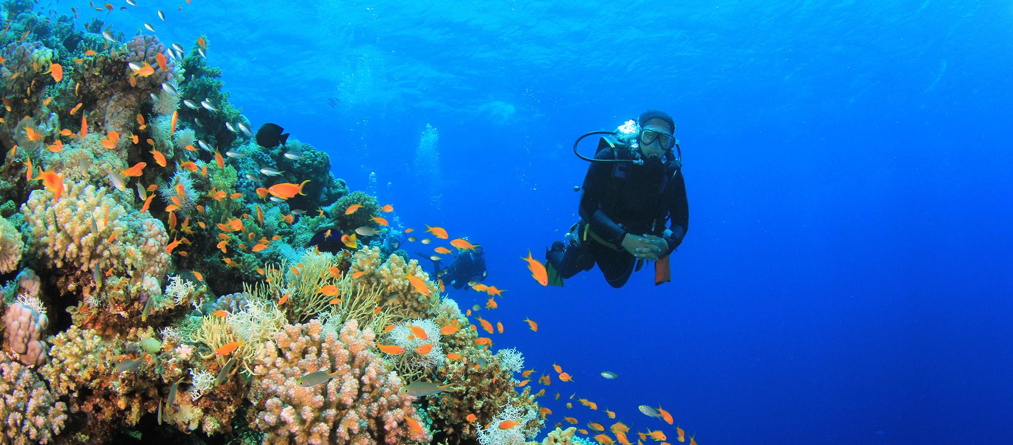 Scuba diving on coral reef