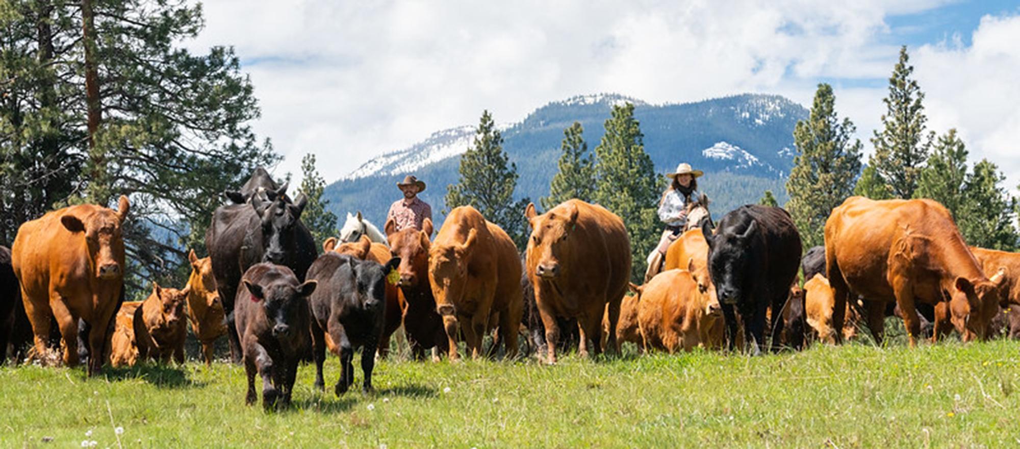 Triple Creek Ranch, Darby, Montana