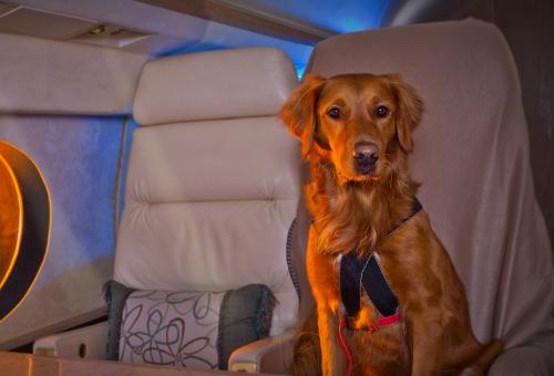 Sit 'n Stay Global Inflight Pet Safety Training