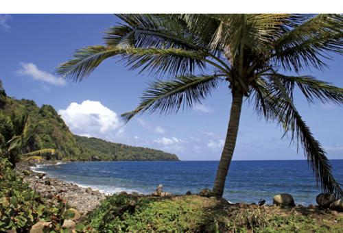 Dominica’s mountains soar toward 5,000 feet, and the ground is so emerald it 