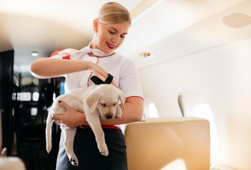 VistaJet pet care