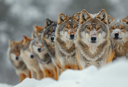 Wolves in Yellowstone National Park