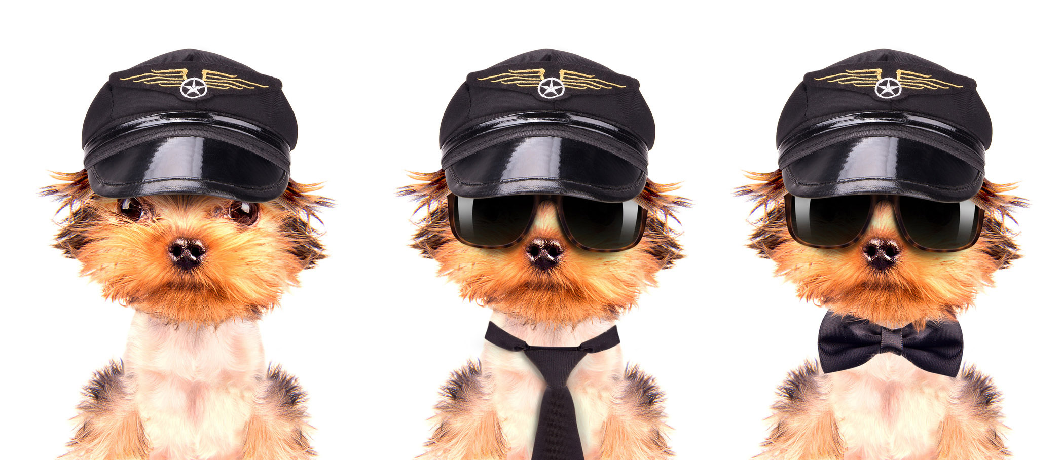 When fido flies | Business Jet Traveler