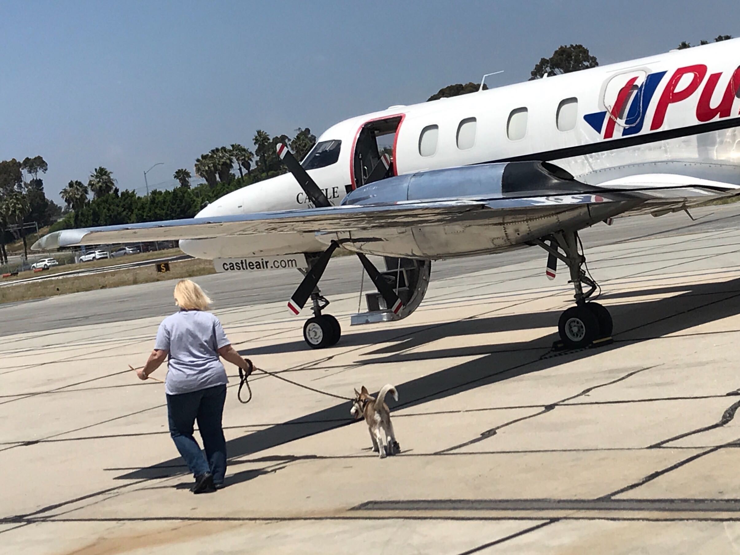 can puppies go on planes