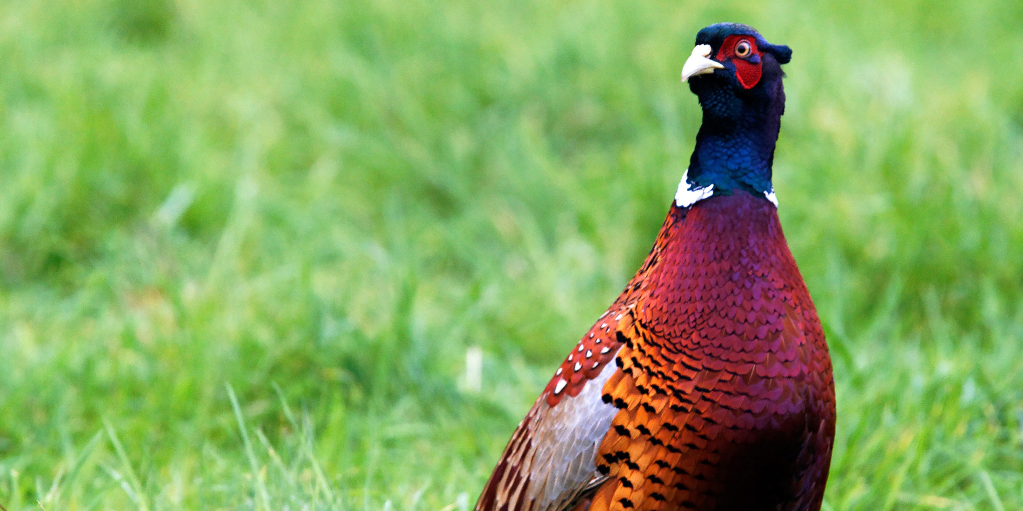 THE GREAT OUTDOORS: Ring-necked pheasant: A glorious game bird of old, Lifestyles