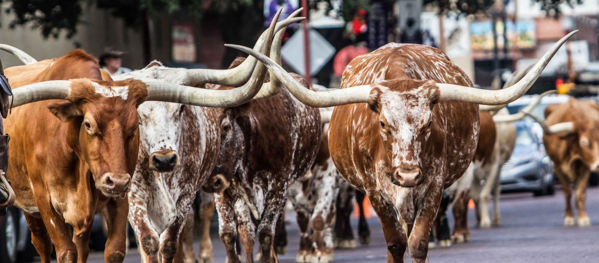 longhorn cattle 