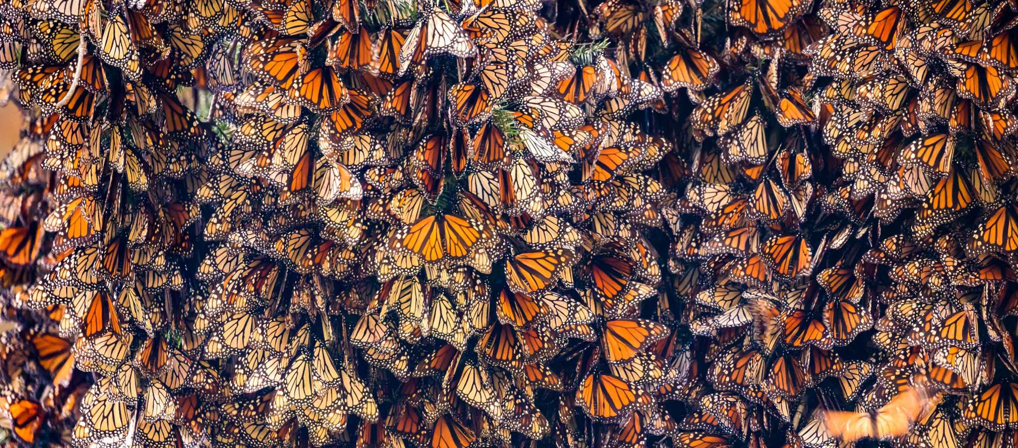 Why You Should Visit Mexico’s Monarch Butterfly Sanctuaries | Business ...