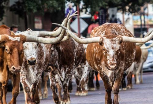 longhorn cattle 