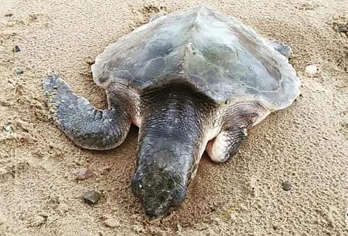 Talley the Kemp's Ridley sea turtle rescued in Wales