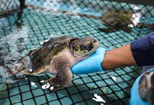 Rescued sea turtle